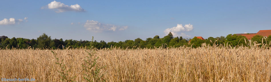 Bild: Kornfeld Domäne Dahlem, Geheimes Staatsarchiv Preußisches Kulturbesitz